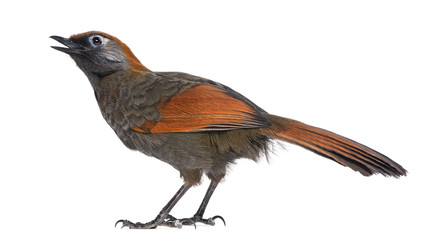 Back view on a Red-tailed Laughingthrush tweeting, looking up