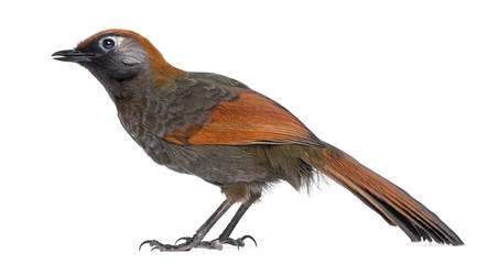 Red-tailed Laughingthrush - Garrulax milnei, isolated on white