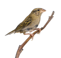 Red Fod perched on a branch - Foudia madagascariensis, isolated