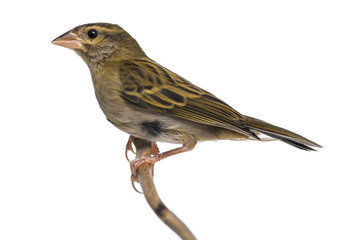 Red Fod perched on a branch - Foudia madagascariensis, isolated