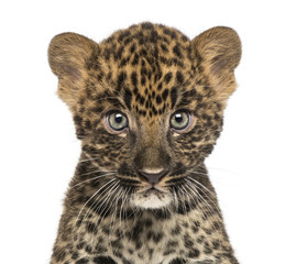 Close-up of a Spotted Leopard cub starring at the camera