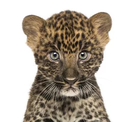 Fotobehang Close-up of a Spotted Leopard cub starring at the camera © Eric Isselée