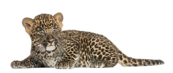 Fototapeta premium Spotted Leopard cub lying down - Panthera pardus, 7 weeks old