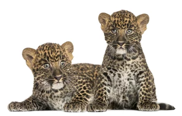 Foto auf Acrylglas Zwei gefleckte Leopardenbabys liegend und sitzend - Panthera pardu © Eric Isselée