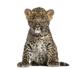 Foto auf Acrylglas Spotted Leopard cub sitting - Panthera pardus, 7 weeks old © Eric Isselée