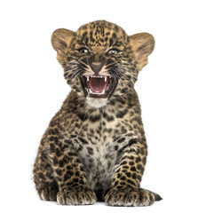 Obraz premium Spotted Leopard cub sitting and roaring- Panthera pardus, 7 week