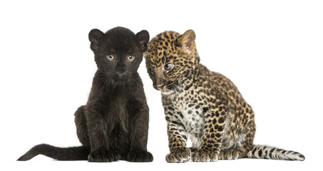 Naklejka premium Two Black and Spotted Leopard cubs, 3 and 7 weeks old
