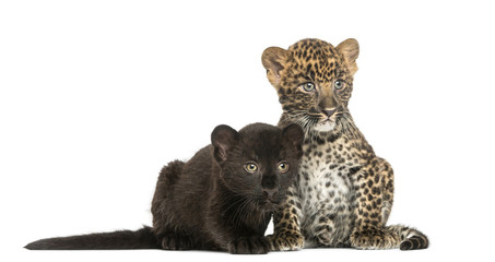 Naklejka premium Two Black and Spotted Leopard cubs next to each other