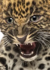 Wandcirkels tuinposter Angry Spotted Leopard cub - Panthera pardus, 7 weeks old © Eric Isselée