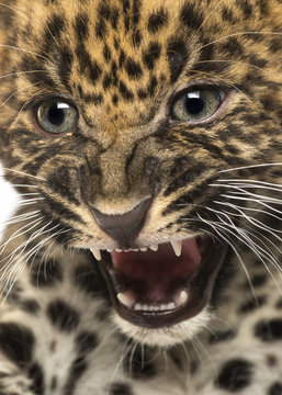 Angry Spotted Leopard cub - Panthera pardus, 7 weeks old