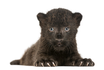Naklejka premium Black Leopard cub facing and lying down, 3 weeks old, isolated