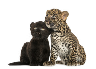 Black and Spotted Leopard cubs sitting next to each other