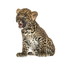 Spotted Leopard cub sitting - Panthera pardus, 7 weeks old