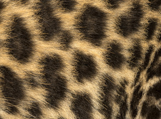 Macro of a Spotted Leopard cub's fur - Panthera pardus