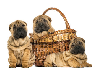 Three Sharpei puppies, sitting, lying and put in a wicker basket