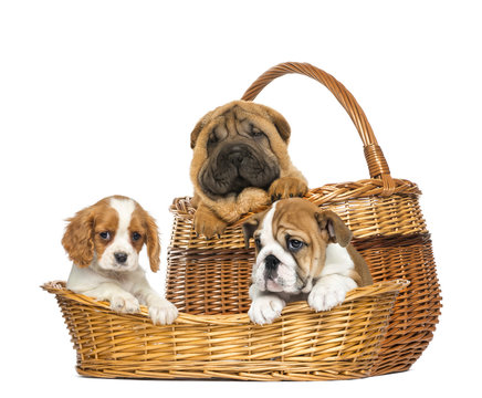 Group Of Dog Puppies In Wicker Basket