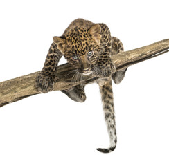 Obraz premium Spotted Leopard cub facing and prowling on a branch, 7 weeks old