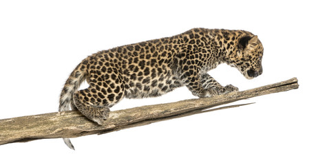 Obraz premium Spotted Leopard cub prowling on a branch, 7 weeks old, isolated