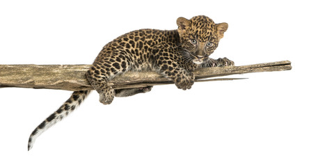 Obraz premium Spotted Leopard cub lying on a branch, 7 weeks old