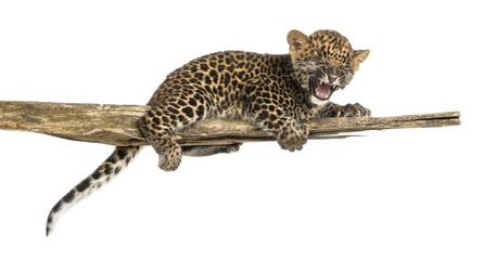 Obraz premium Spotted Leopard cub roaring, lonely on a branch