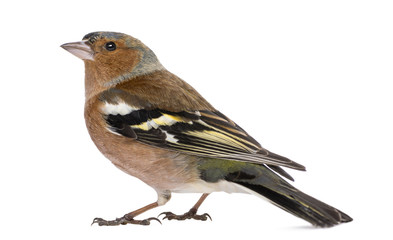 Male Common Chaffinch - Fringilla coelebs, isolated on white