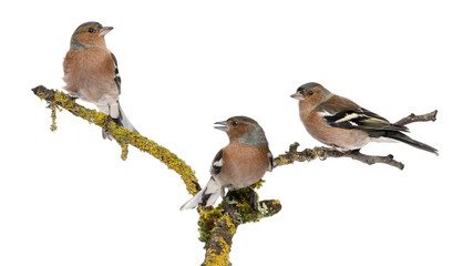Three Common Chaffinch on a branch, Fringilla coelebs