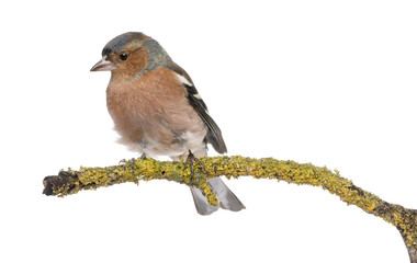 Male Common Chaffinch on a branch- Fringilla coelebs