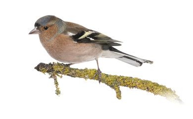 Male Common Chaffinch on a branch- Fringilla coelebs