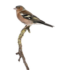 Male Common Chaffinch on a branch- Fringilla coelebs