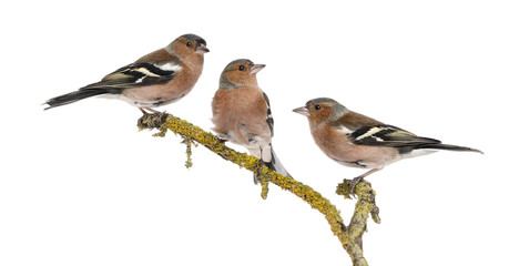 Three Common Chaffinch on a branch, Fringilla coelebs