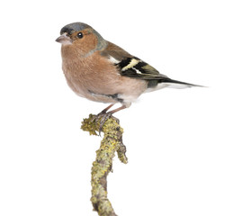 Male Common Chaffinch on a branch- Fringilla coelebs