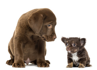 Labrador Retriever Puppy sitting and looking at a chihuahua