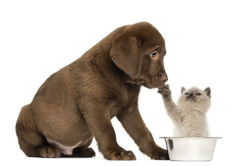 Labrador Retriever Puppy looking at a British Longhair kitten