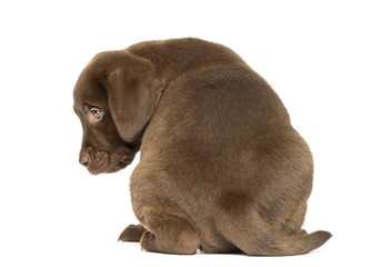 Obraz premium Back view of a Labrador Retriever Puppy sitting, 2 months old