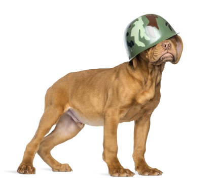 Dogue de Bordeaux Puppy wearing a camouflage army helmet