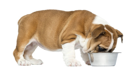 English Bulldog Puppy standing and eating from a metallic dog bo © Eric Isselée