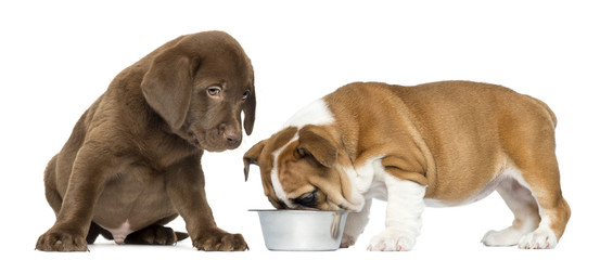 Labrador retriever puppy looking at an English Bulldog eating © Eric Isselée