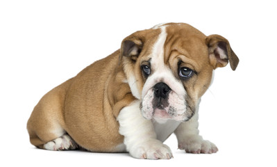 English Bulldog Puppy sitting, 2 months old, isolated on white