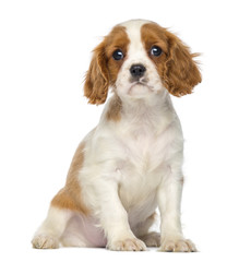 Cavalier King Charles Puppy sitting, 2 months old, isolated
