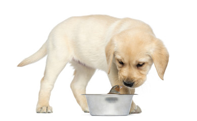 Labrador Retriever Puppy standing, looking at a Common Chaffinch