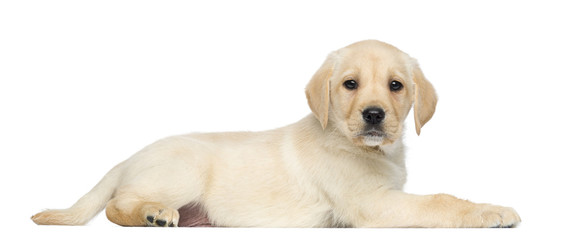 Labrador Retriever Puppy, 2 months old, lying and facing