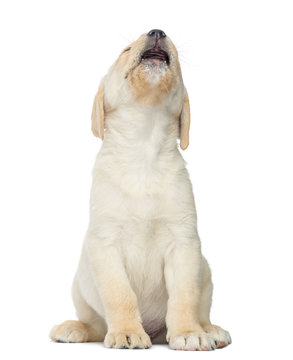 Expressive Labrador Puppy Sitting, Isolated On White