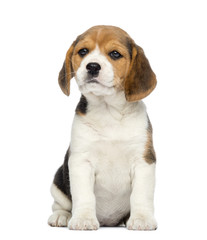 Beagle Puppy, 2 months old, sitting, isolated on white