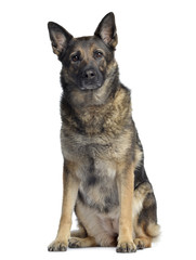 German shepherd, 4,5 years old, sitting and facing