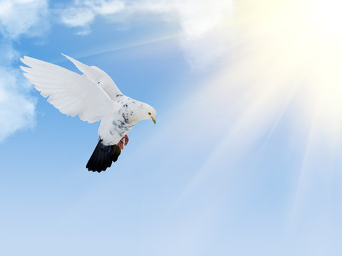 white dove with black tail flying in blue sky