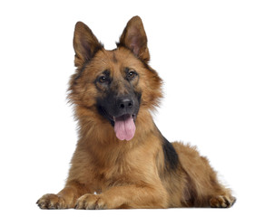 German shepherd, lying and panting, isolated on white