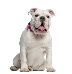 Obraz na płótnie Canvas English Bulldog sitting, panting, isolated on white