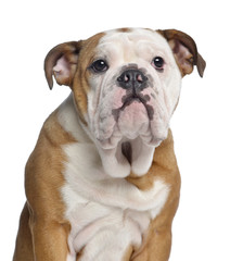 Close-up of an English Bulldog, 5 months old, isolated on white