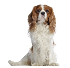 Cavalier King Charles, 2 years old, sitting, isolated on white