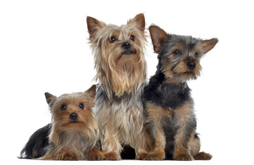 Group of Yorkshire Terrier, 3 and 2 years old and 3 months old